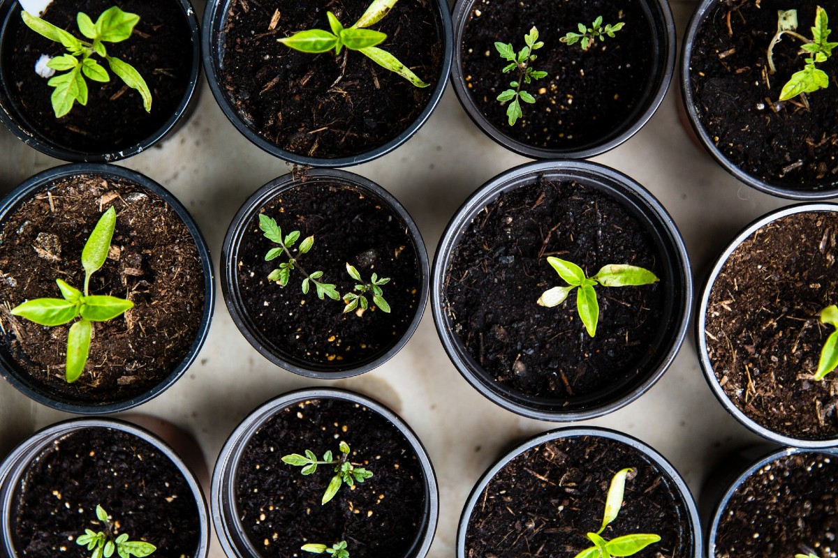 Consejos Para Empezar Tu Huerta En Casa