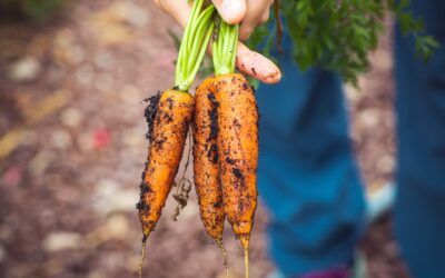 ¿Qué es la cocina y la gastronomía sustentable y cómo puedo aplicarla en casa?