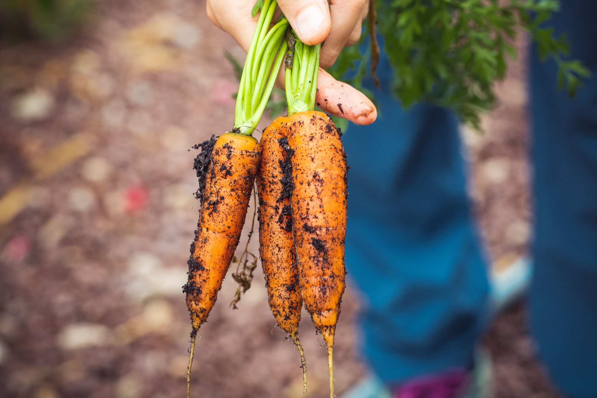 ¿Qué es la cocina y la gastronomía sustentable y cómo puedo aplicarla