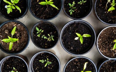 10 consejos para empezar tu huerta en casa