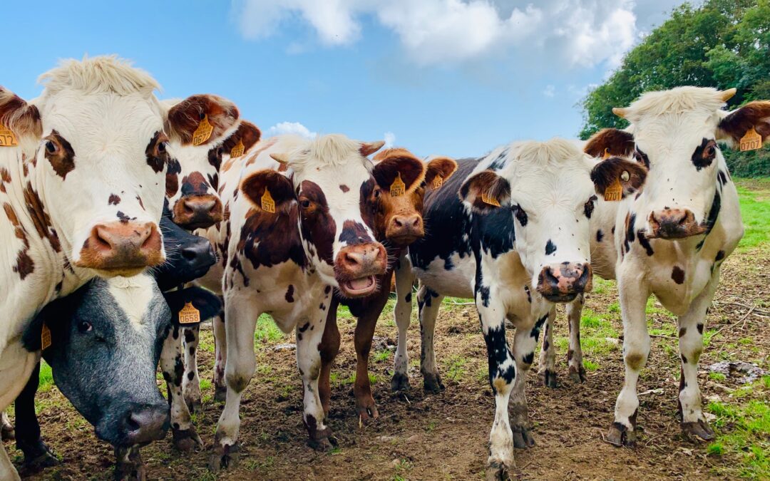 Carnes sustentables: 5 + 1 productores agroecológicos en Chile que deberías conocer