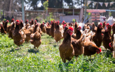 Granja Bravial: gallinas libres, felices y solteras