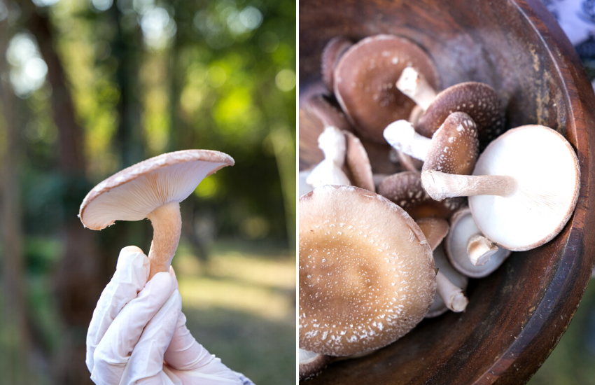 Shiitake Setas: Cultivo De Hongos Comestibles En Colina