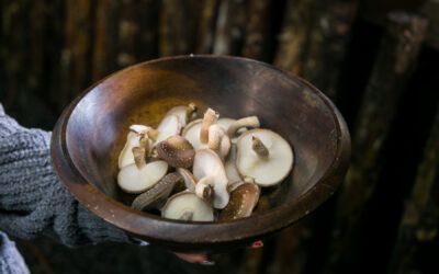 Shiitake Setas: cultivo de hongos comestibles en Colina