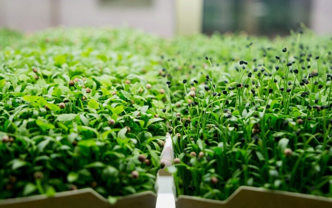 Microgreen Chile: brotes comestibles que nutren tu cocina
