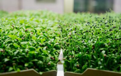 Microgreen Chile: brotes comestibles que nutren tu cocina