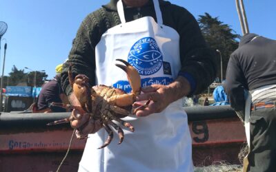 Productos del Mar – Fullu, liderando la pesca responsable de la jaiba en Pichilemu