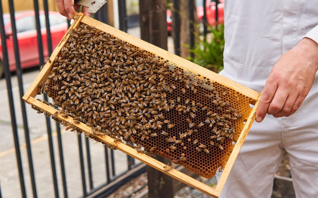 Colmenas Urbanas, conservación ecológica de la abeja en la ciudad