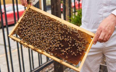 Colmenas Urbanas, conservación ecológica de la abeja en la ciudad