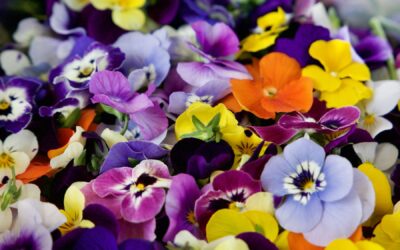 Toronjil Cuyano, expertos en el cultivo de flores comestibles