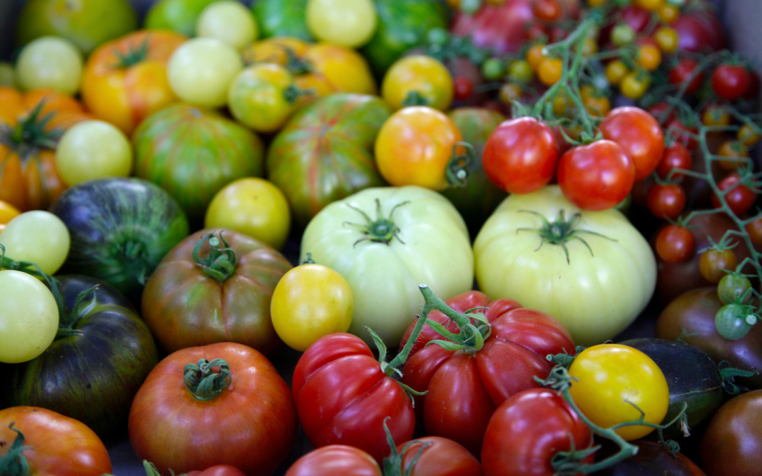 ¡Tesoro de la tierra! Se viene el Día del Tomate en Santiago