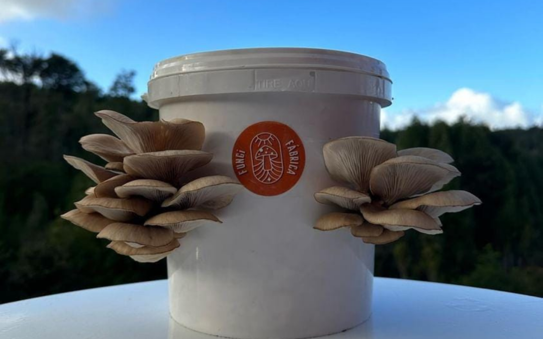 Fungi Fábrica y sus talleres sobre el cultivo de hongos